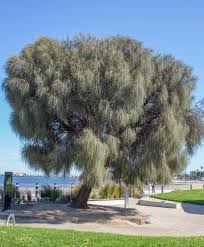 Image result for Casuarina verticillata