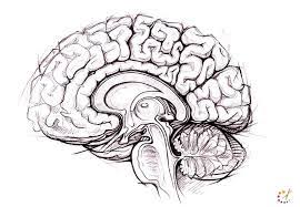 With over a thousand simple drawing lessons for you and your kids to follow along with. How To Draw A Brain Step By Step For Kids Beginners