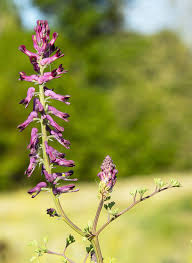 List of wild flowers uk. Fumaria Officinalis Wikipedia