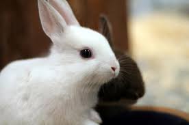 Baby Bunny Care Tips My Rabbit Is Pregnant