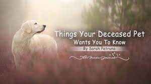 Your dirtiest, stinkiest, sweatiest clothes. The Minds Journal On Twitter 9 Things Your Deceased Pet Wants You To Know Https T Co 0brqlxzu2f Deceasedpet Shaman Shamanism