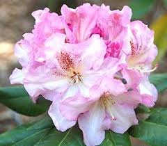 Hybrid Rhododendron Plant Description Rhododendron Plant Rhododendron Plants