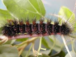 Black And Red Spiky Caterpillar Amsacta Lactinea Red Tiger Moth Tiger Moth Cool Bugs Moth
