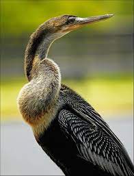 Pin On For The Birds