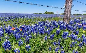 Best Places To See Spring Wildflowers In United States Land Com 2nd edition (commission to uswildflowers.com if purchased). best places to see spring wildflowers