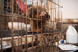 When applying for a specific dog please check the profile to see where the dog is located. The Humane Society Of The United States B B Puppy Mill Rescue Dog People Com