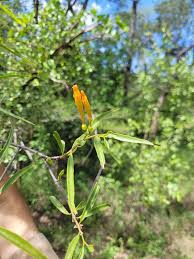 Image result for Agelanthus