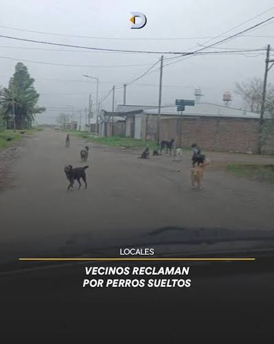 VECINOS RECLAMAN POR PERROS SUELTOS. Un grupo de vecinos de zona norte de nuestra ciudad, enviaron una serie de fotografías de una situacióm que hace ya un tiempo les preocupa. Por calle