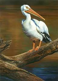 Foto Google Foto S Pelican Art Wildlife Art Animal Paintings