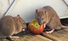 Penyakit berjangkit bawaan tikus yang disebarkan secara tidak langsung. 6 Jenis Penyakit Yang Disebabkan Oleh Tikus Hello Sehat