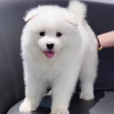 Đàn Bắc Kinh Nhật xinh xắn