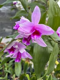 Image result for Cyphia decora