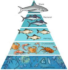 Jadi apa yang bisa kita simpulkan dari penjelasan diatas? Rantai Makanan Di Laut Organisme Contoh Penjelasan