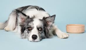 Mon Chien Ne Mange Plus Que Faire Les Conseils Tails Com