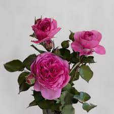 Baronesse Rose Flowers Pink Roses