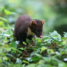 The Wildlife Trusts On Instagram Pine Martens Are Mostly Found In The North Of The Uk Particularly Scotland They Prefer Woodland Habitats And Live In Tree H