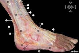 Anatomical Dissection Of The Cutaneous Nerves Of The Foot And Ankle 1 Download Scientific Diagram