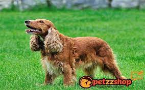 ingiliz cocker spaniel kopek cinsi ozellikleri petzz blog
