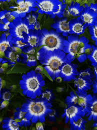 Dazzling Know The Name Beautiful Flowers Flower Garden Flowers
