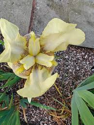Image result for Gladiolus ecklonii