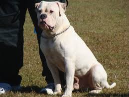 The english bulldog is smaller than the johnson type and the scott type. 100 Johnson American Bulldogs Johnson Type American Bulldog Puppies Supreme Grand Champion Renscot S Candyman John D Johnson Bred Georgia Producing Working Pups Weight Pull Weight Pulling Weight Pull Records National Kennel Club