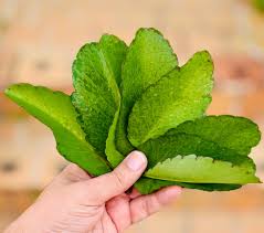 Image result for Loxodera bovonei