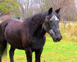 La misura, infatti, essendo contributiva richiede che tutti i contributi versati dal. Fino A Che Eta Si Puo Montare Un Cavallo Quando Diventa Anziano