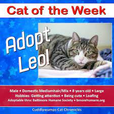 Adopt Leo Cats Cat Adoption Leo
