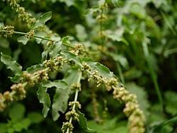 Image result for Rumex nepalensis