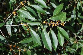 Image result for Ficus obliqua