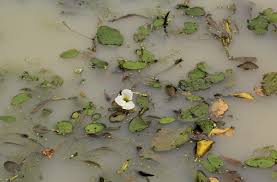 Image result for Ottelia exserta