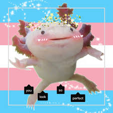 So let's dive in and meet the new most adorable mob in minecraft. Pan Axolotl Explore Tumblr Posts And Blogs Tumgir