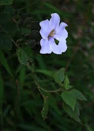 Image result for Thunbergia vogeliana
