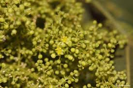 Image result for Searsia lucens