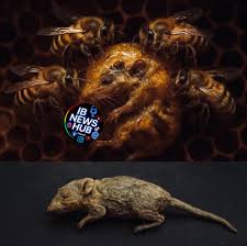 Gold board Salary structure #ibpost