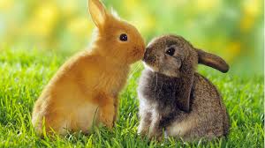 Maybe you would like to learn more about one of these? A New Threat To Our Pet Rabbits Ennis Vet Clinic