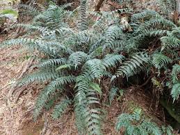 Image result for Asplenium anisophyllum