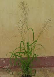 Image result for Lipocarpha chinensis