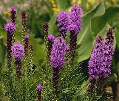 Image result for Tetragonia spicata