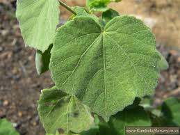 Image result for Hibiscus calyphyllus