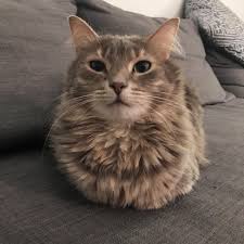 If not, here is an image (of my own cat) which illustrates the concept. Noodles In Cat Loaf Position Cats
