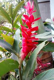 Image result for Renealmia africana