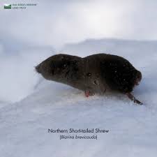 Image result for Urochloa brevispicata