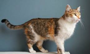 Einige katzenbesitzer haben angst vor der kastration ihrer katze, da sie das narkoserisiko sehen. Die Hintergunde Der Streunerkatzen Und Warum Nur Kastrieren Hilft