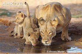 google image result for http cdn2 arkive org media 9a 9a373288 55b8 4082 a859 3813f56a43fa presentation large afri lions photos lioness and cubs panthera leo