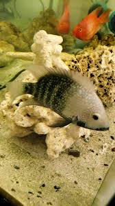 Red parrot mom with 8 days old fry. Male Texas Cichlid Flare Up To Protect His Baby Cichlids Fish Red