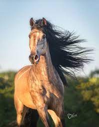 This coat variant of the mustang has been added to red dead online as part of the bounty hunters update in decemb. Lusitano Buckskin Long Mane Horses Pretty Horses Beautiful Horses