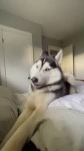 Check spelling or type a new query. Husky Hashtag Videos On Tiktok