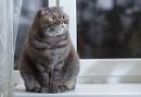 Scottish Fold Cat — Full Profile, History, and Care