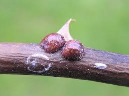 Image result for puklice švestková obrázek